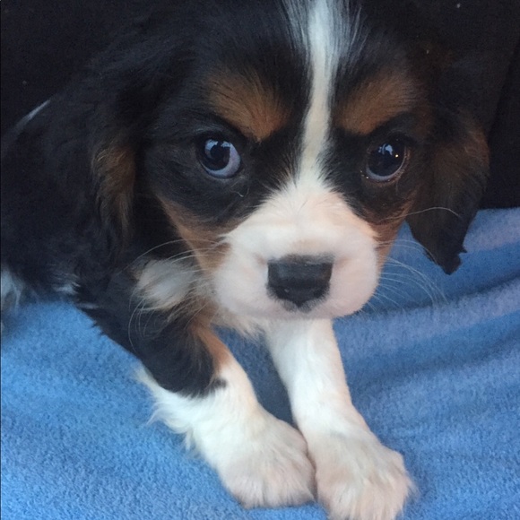 Meet your Posher, Sara - Picture 9 of 10